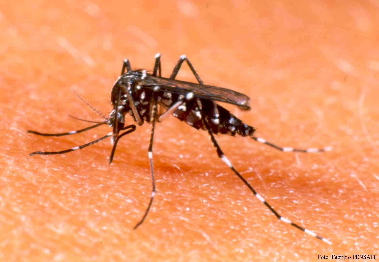 Verão aumenta alerta para  mosquito aedes aegypti