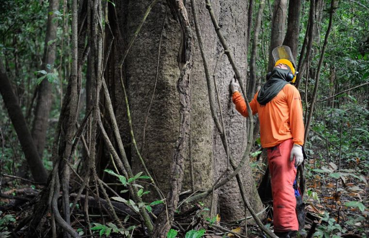 Florestas entram em lista de  concessões à iniciativa privada