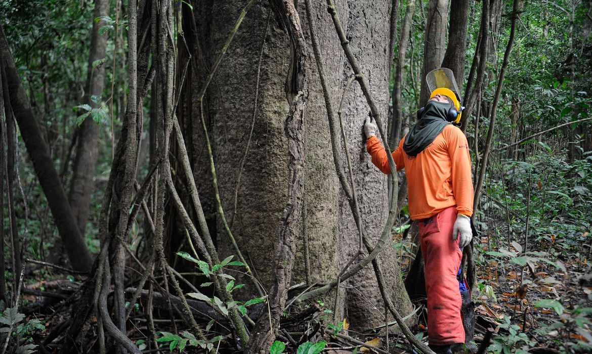 Florestas entram em lista de  concessões à iniciativa privada