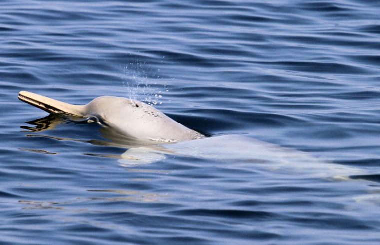 Pesquisadores da Uerj fazem imagens raras  de mamíferos aquáticos na Baía de Ilha Grande