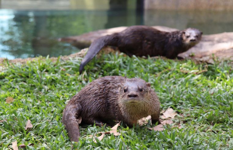 Público poderá escolher os nomes  das lontras do BioParque do Rio