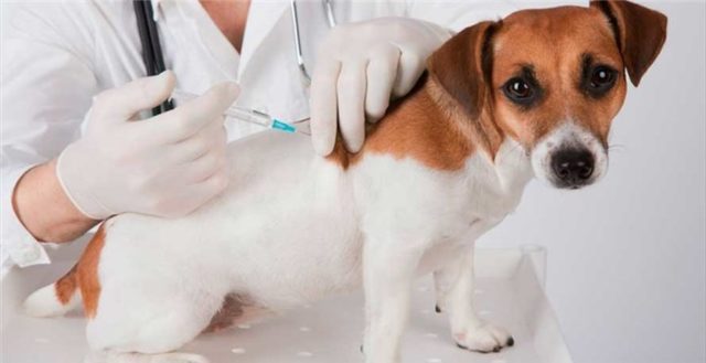 Japeri promoverá vacinação  contra a raiva animal neste sábado