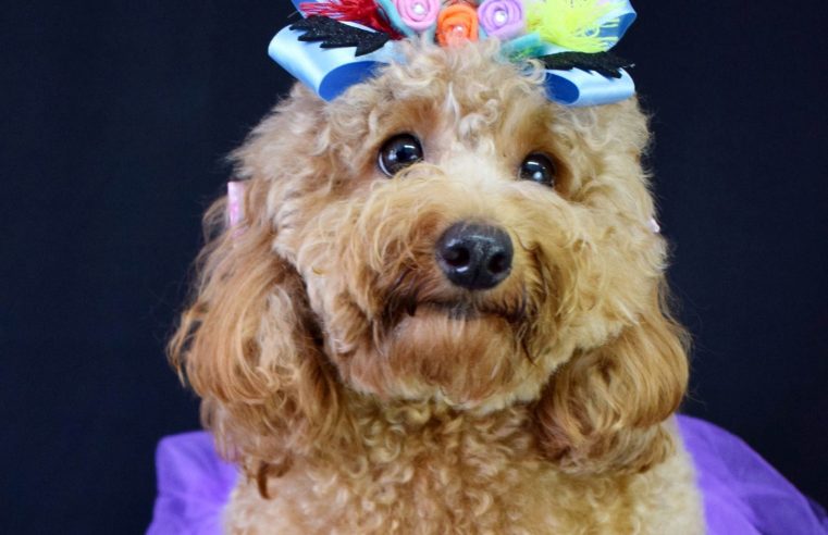 TopShopping promove a 5ª edição do Festival Canino da Baixada