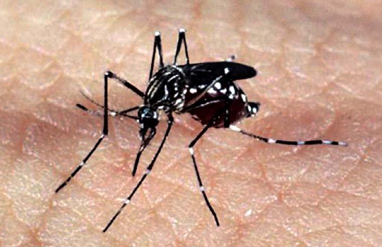 Casos de dengue no estado do Rio de Janeiro crescem 177% em 2022