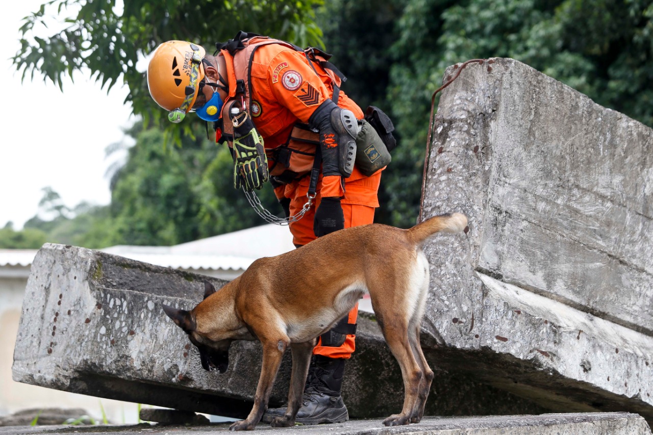 Chuvas de verão: Estado promove treinamento de Bombeiros com cães em simulação de soterramento