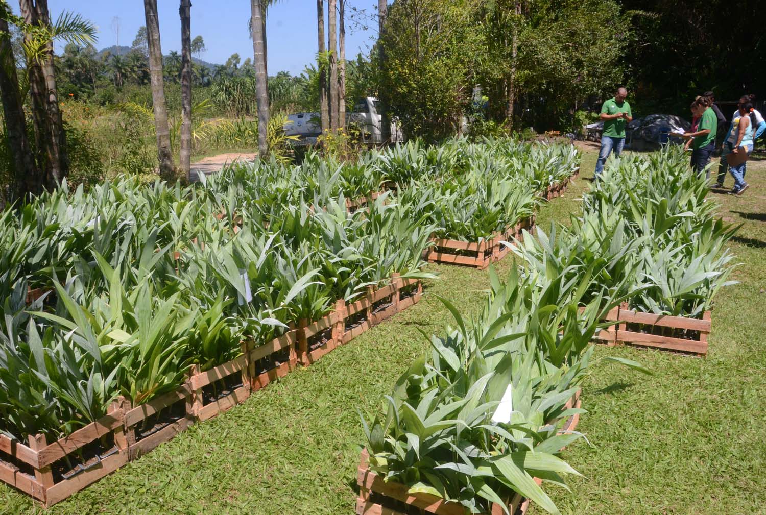Magé distribui 29.600 mudas de palmito pupunha para produtores rurais