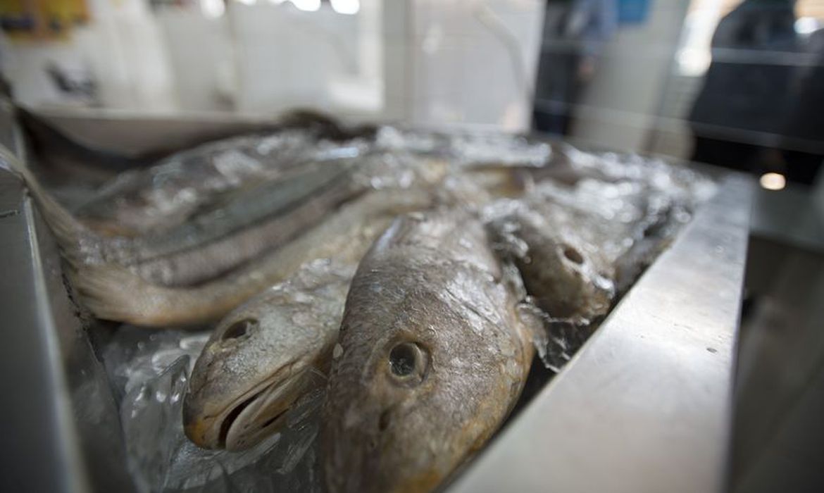 Na Semana Santa, peixes bem conservados garantem a saúde do consumidor