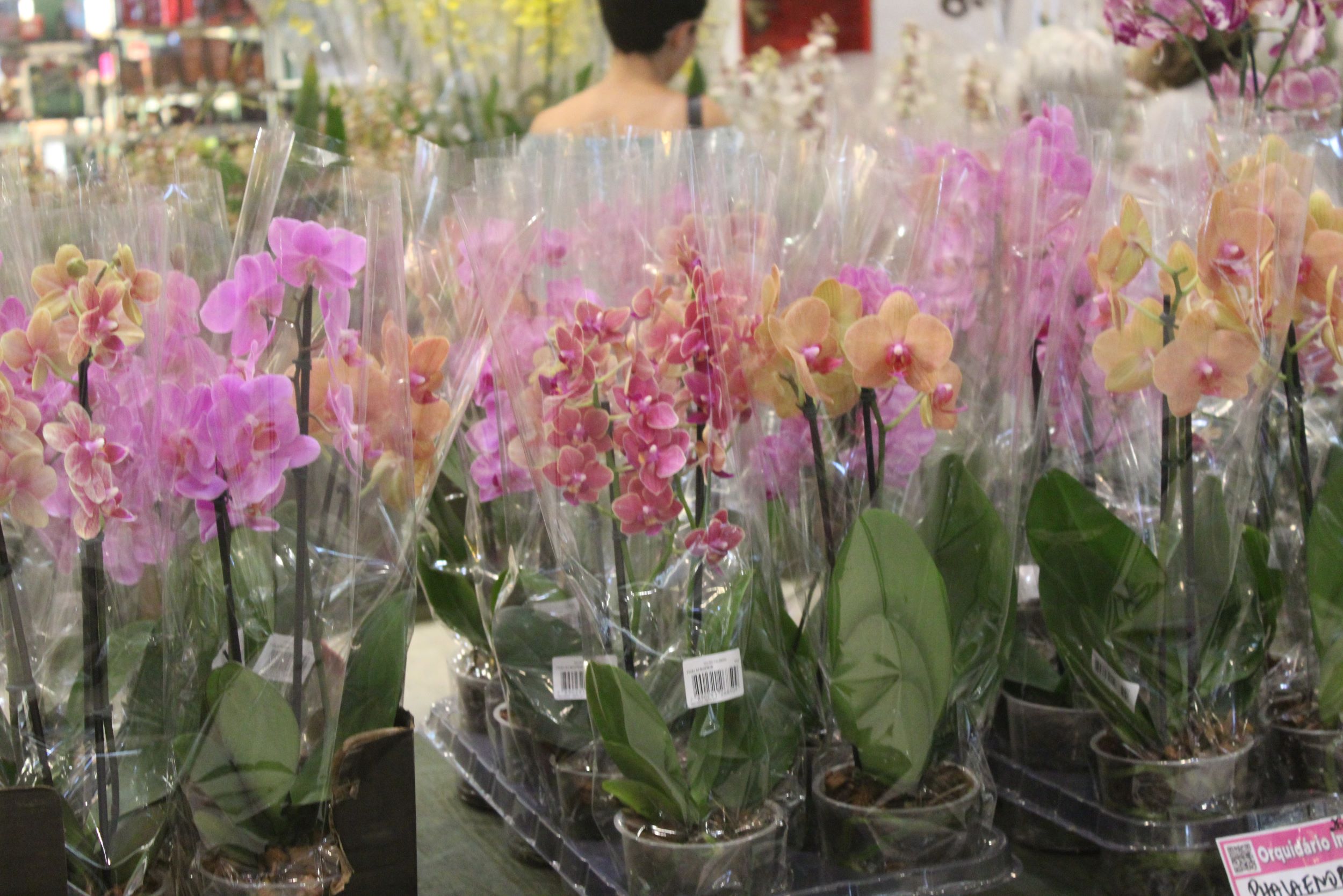 5ª Expo Orquídeas e Plantas Ornamentais no TopShopping