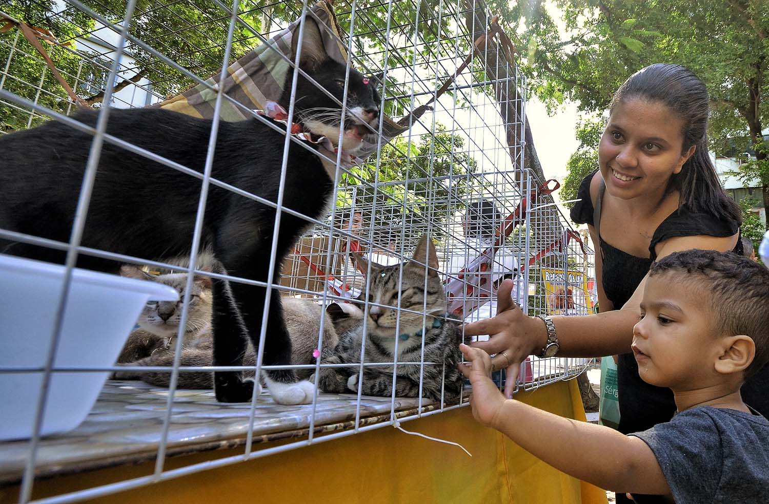 Nova Iguaçu realiza mais uma edição da Feira de Adoção de Cães e Gatos neste sábado (21)